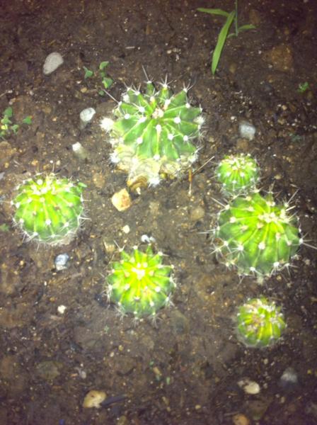 My group of cactus