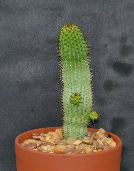 Hoodia currorii plant