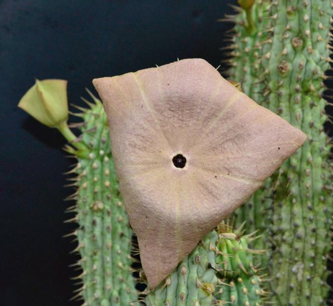 Hoodia gordonii bloom