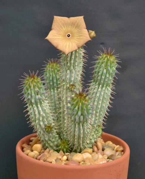 Hoodia macracantha plant