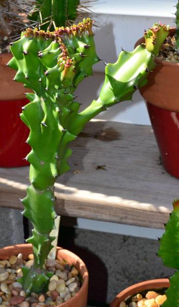 Euphorbia antiquorum rooted cutting from Cactus King - now cresting.