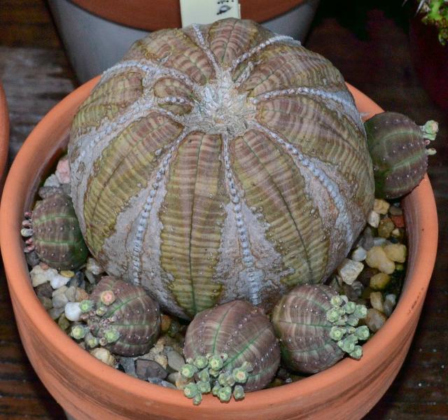 Euphorbia obesa with five pups.
