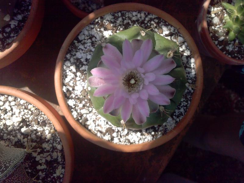 Opened more, so pretty