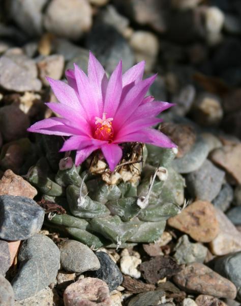 Turbinicarpus alonsoi (Chandler, AZ)