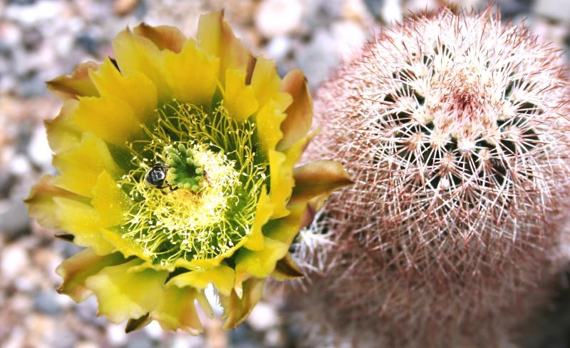 Echinocereus dasyacanthus (Chandler, AZ)