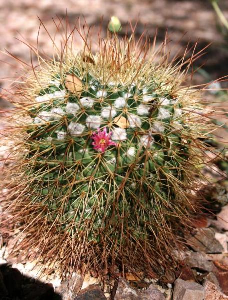 Mammillaria petterssonii var. saltensis (Chandler, AZ)