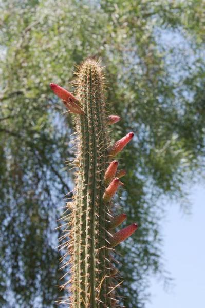 Cleistocactus ayopayanus (2014-Jul13)