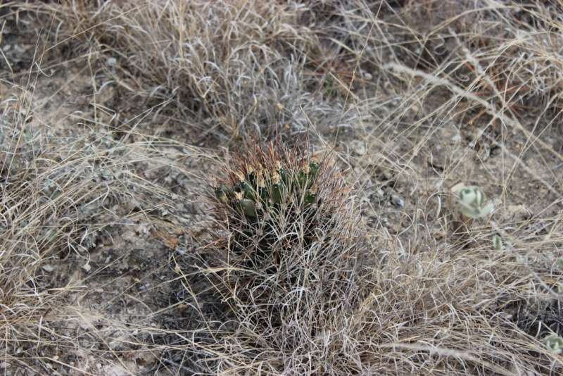 Ancistrocactus brevihamatus2.jpg