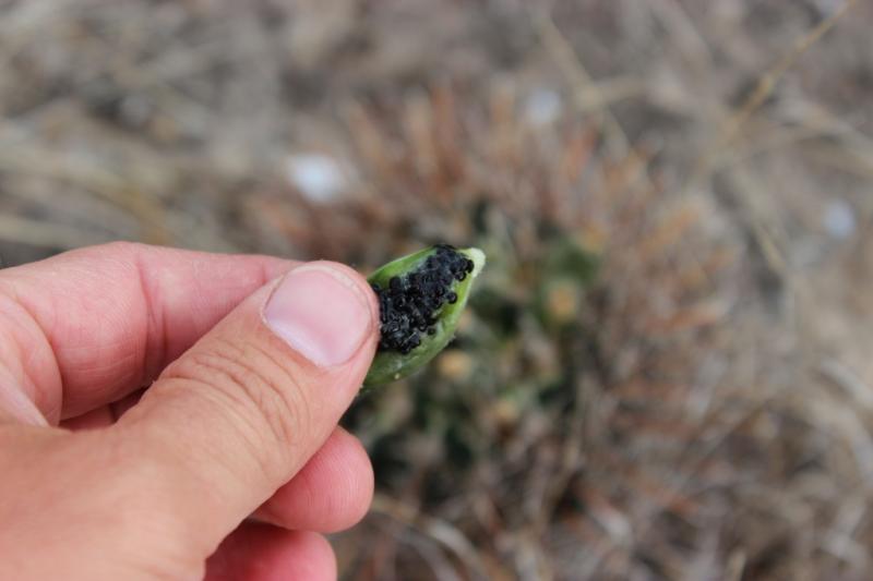 Ancistrocactus brevihamatus3.jpg