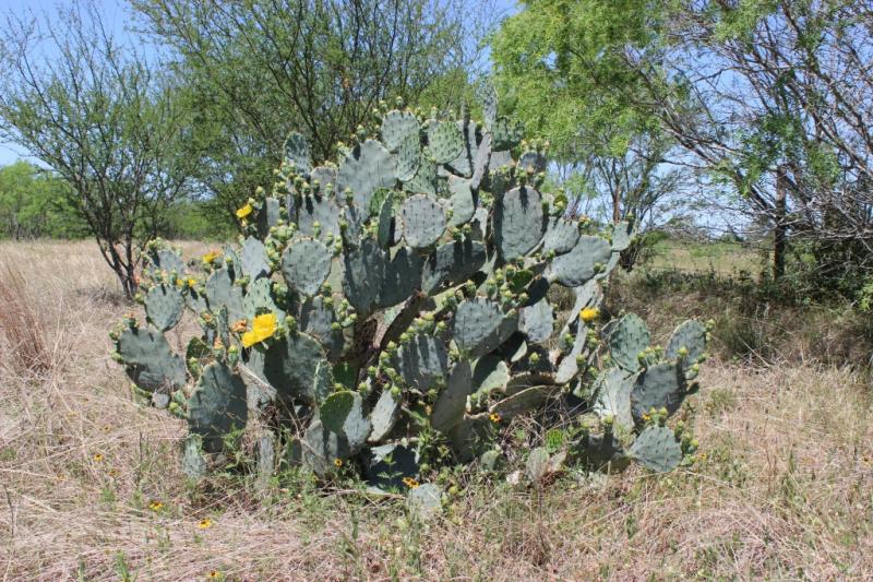 Opuntia engelmannii