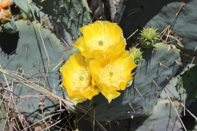 Opuntia engelmannii