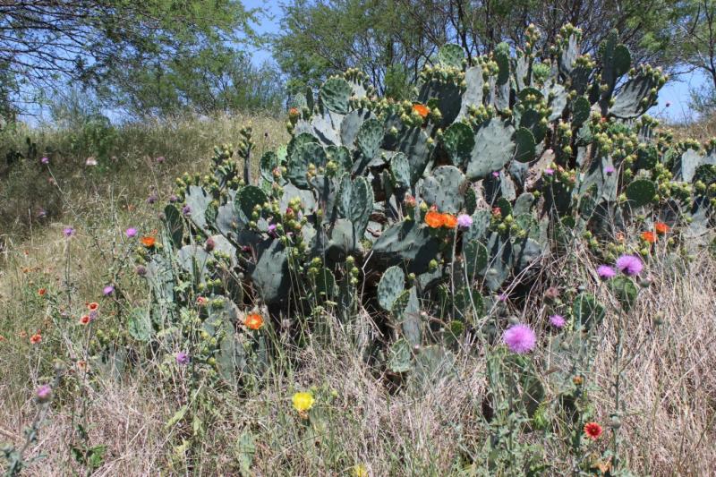 Opuntia engelmannii