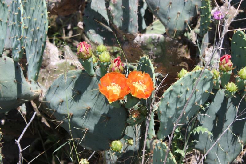 Opuntia engelmannii