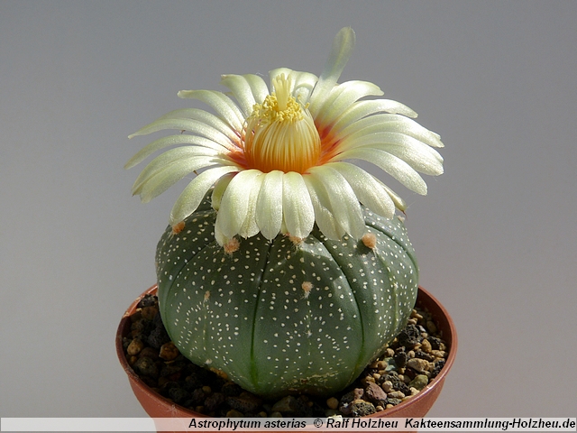 241_Astrophytum_asterias.JPG