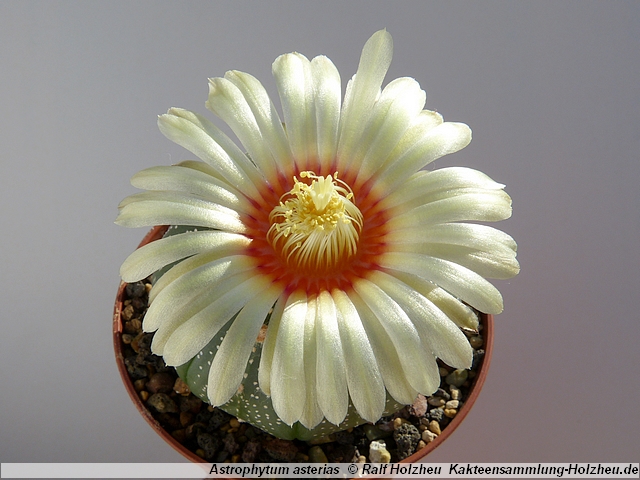 242_Astrophytum_asterias.JPG