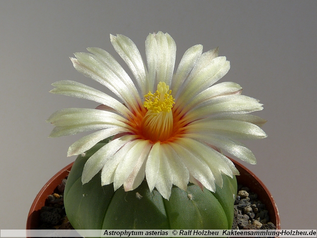 244_Astrophytum_asterias_var._nudum.JPG