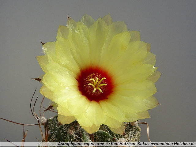 246_Astrophytum _apricorne.JPG