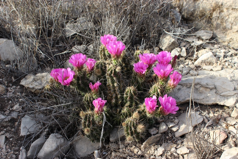 Echinocereus enneacanthus