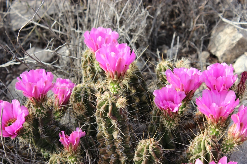 Echinocereus enneacanthus