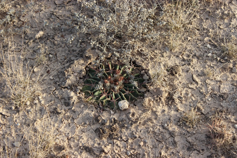 Echinocactus texensis