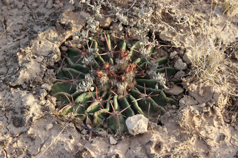 Echinocactus texensis