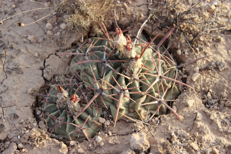 Echinocactus texensis