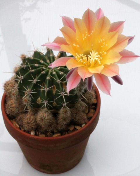 Echinopsis x lobivia hybrid 'Rainbow Burst'.jpg