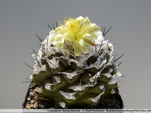 255_Copiapoa_barquitensis.JPG