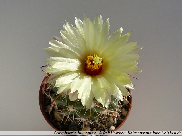 260_Coryphantha_bumamma.JPG