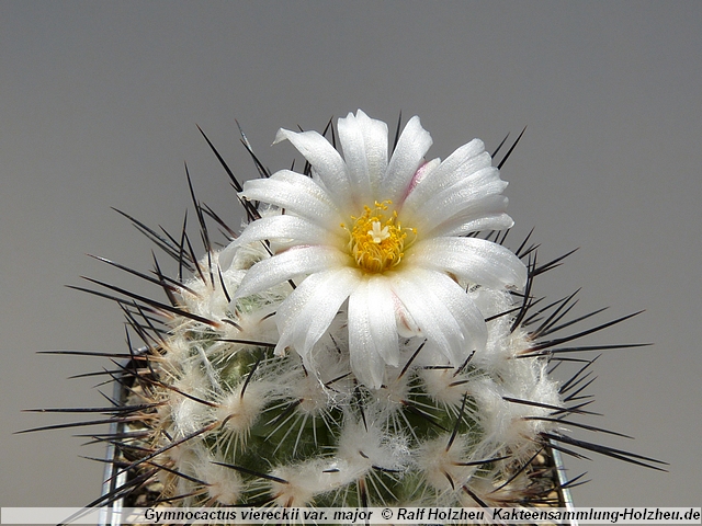 267_Gymnocactus_viereckii_var._major.JPG