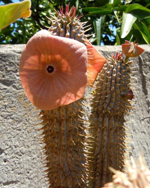 hoodia macrantha.JPG