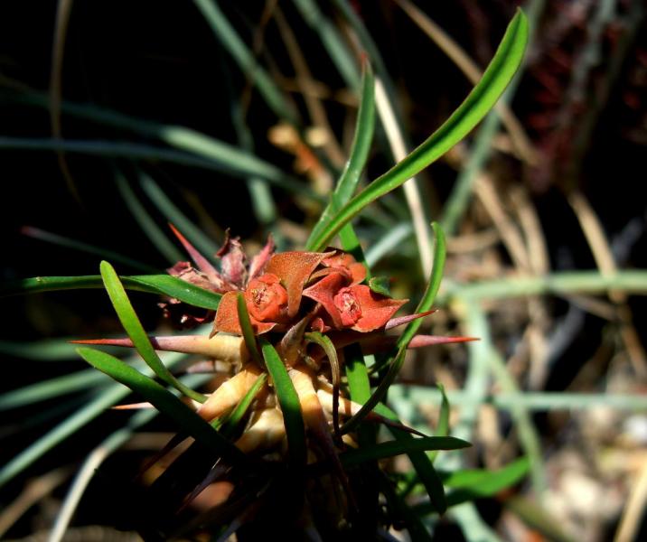 euphorbia rossii.JPG