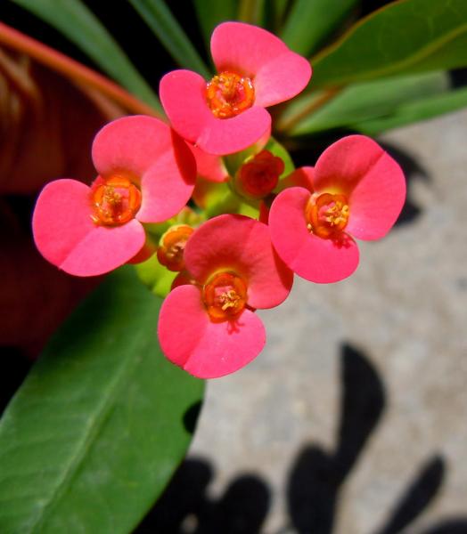 euphorbia tardieuana.JPG