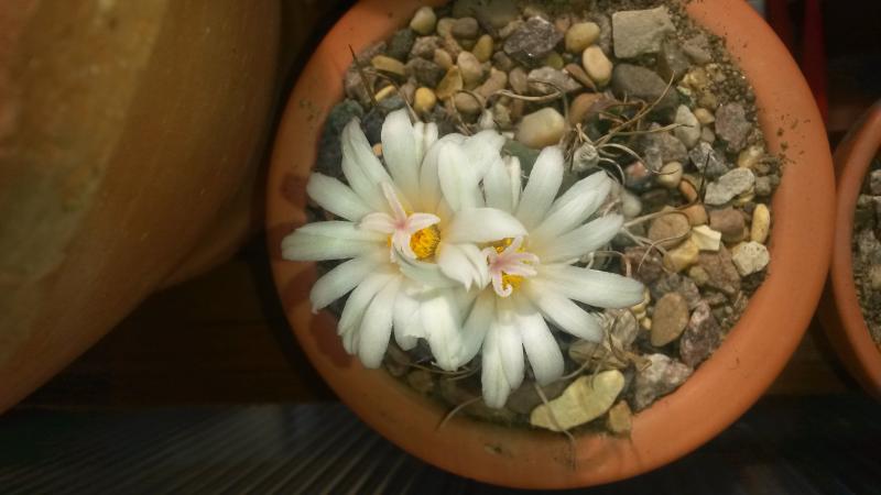 Turbinicarpus macrochele