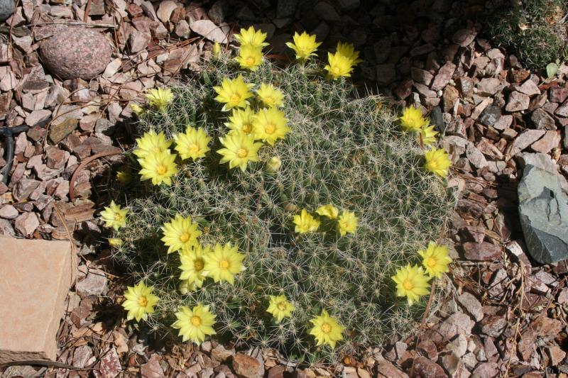 Mammillaria longimamma