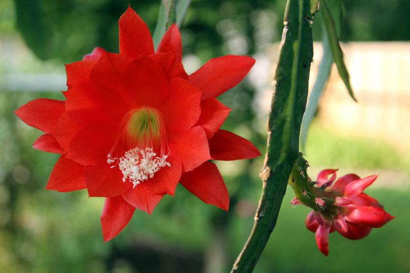 Epiphyllum 'Ackermannii Hybridus'.jpg