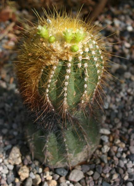 Coleocephalocereus aureus - blooms opened last night and closed by noon.