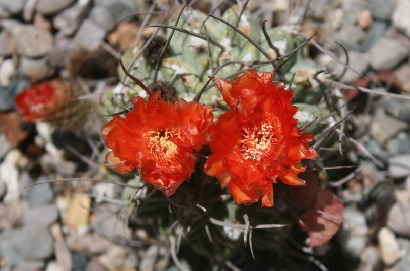 Acanthocalycium ferrarii