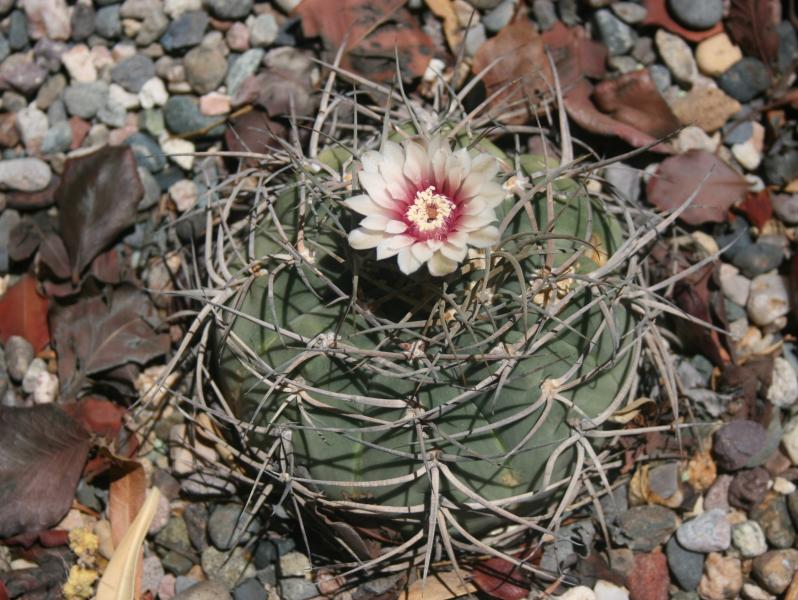 Gymnocalycium spegazzinii ssp. cardenasianum