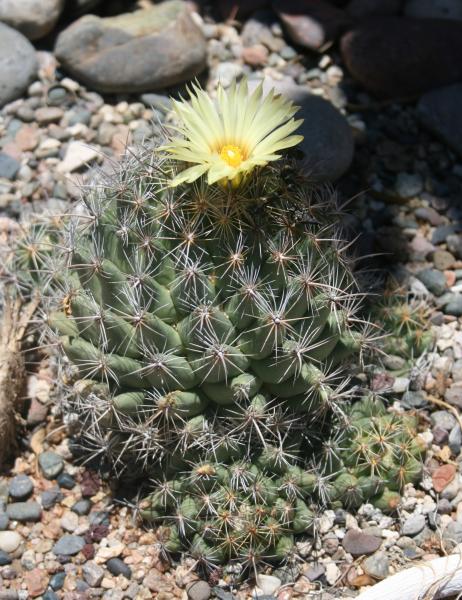 Coryphantha sulcata