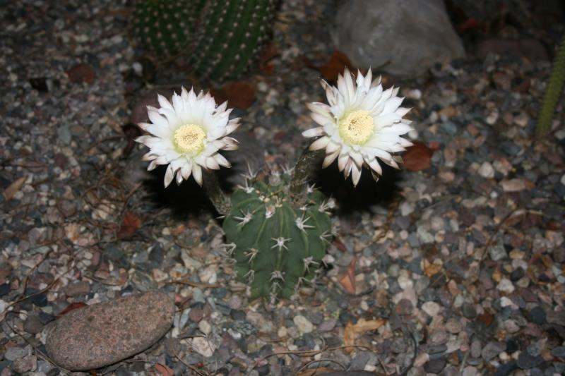 Echinopsis rhodotricha (2014-Jul22)A.JPG