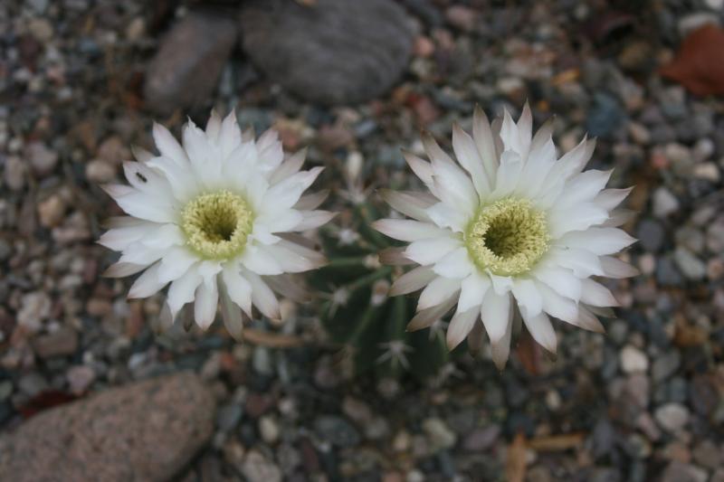 Echinopsis rhodotricha (2014-Jul22)B.JPG