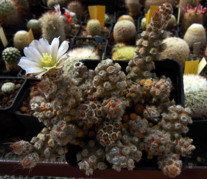 tephrocactus molinensis whole plant.JPG