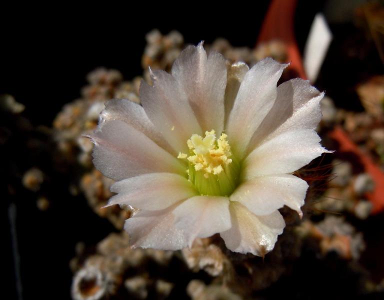 tephrocactus molinensisf flower close up.JPG