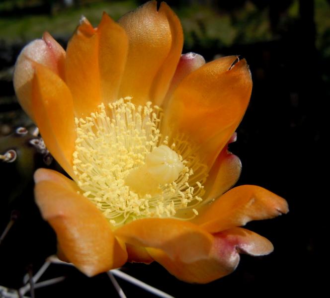 opuntia elata1.JPG