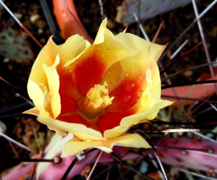 opuntia macrocentra cv horstii.JPG