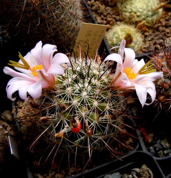 mammillaria louisae.JPG