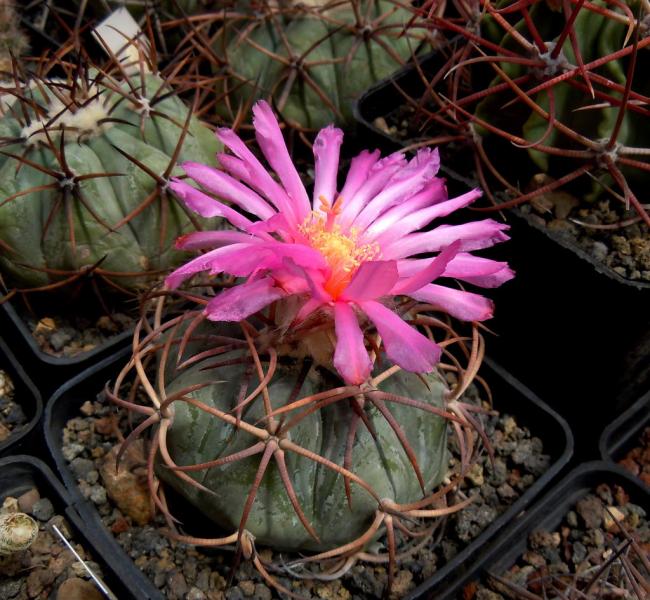 echinocactus horizonthalonious1.JPG