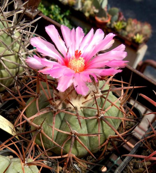 echinocactus horizonthalonious.JPG