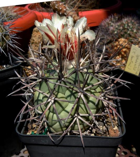 coryphantha valida.JPG